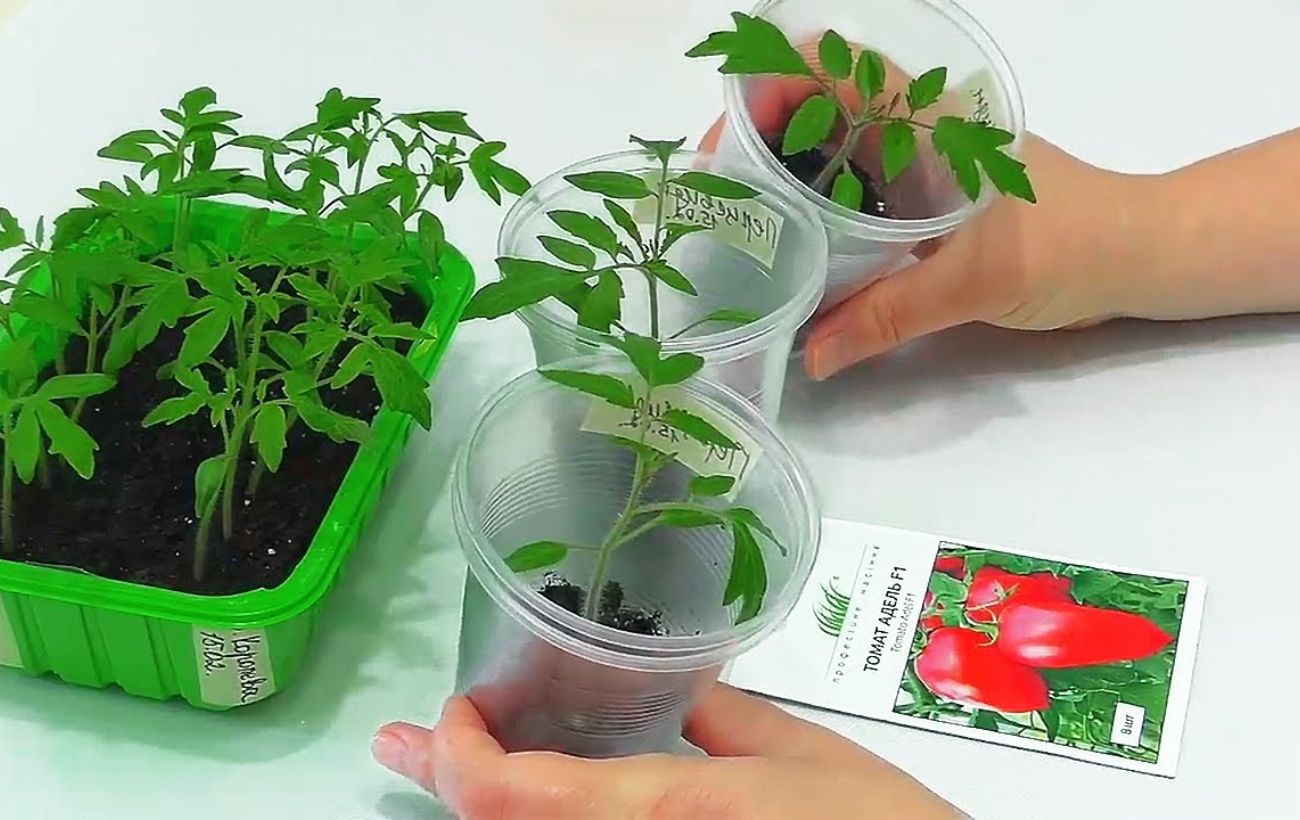Коли правильно пересаджувати розсаду томатів. Фото: YouTube канал Чарівна грядка