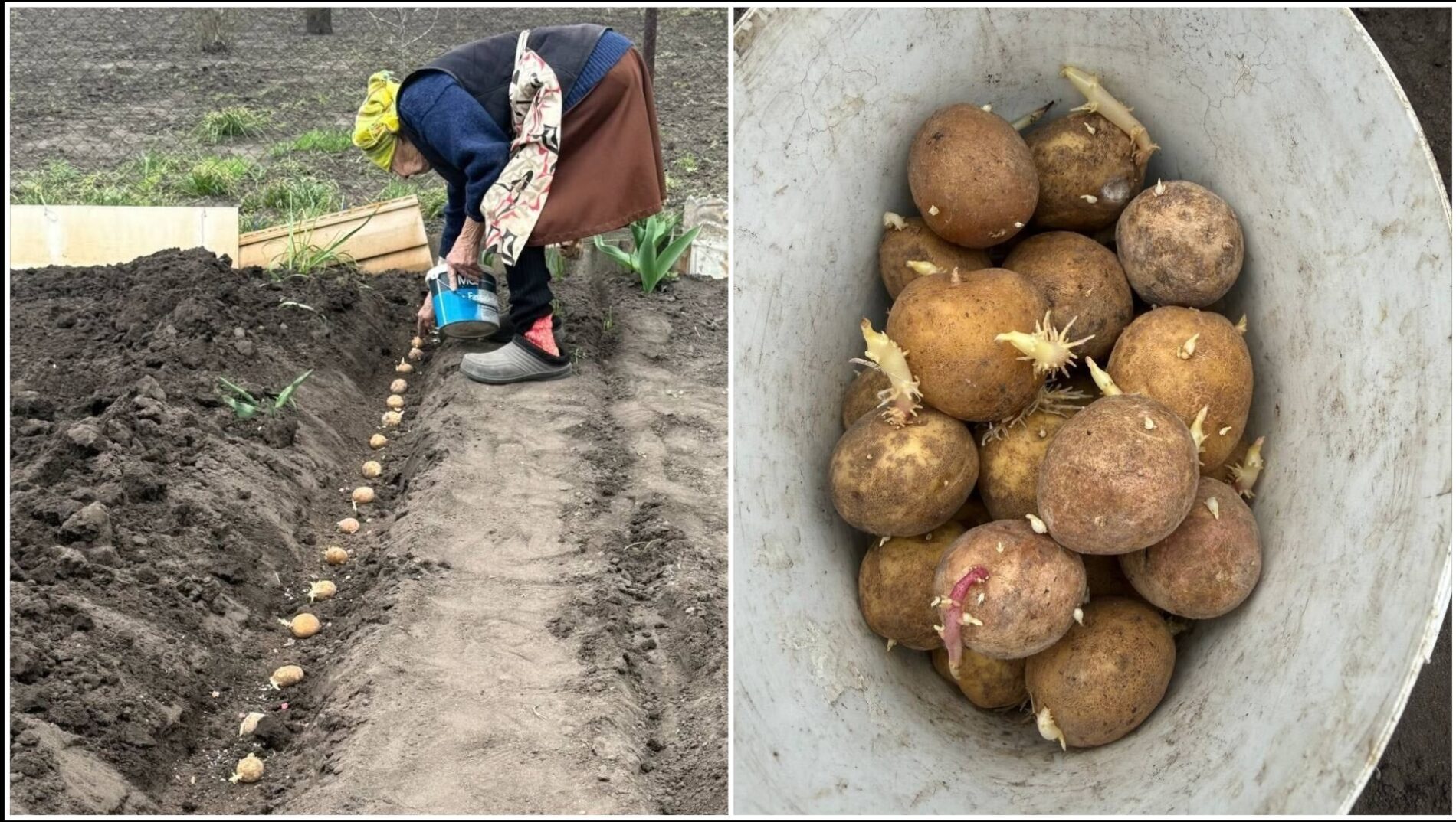 Городники розповіли, в які дні садити картоплю у 2026 році. Фото: Добрі новини