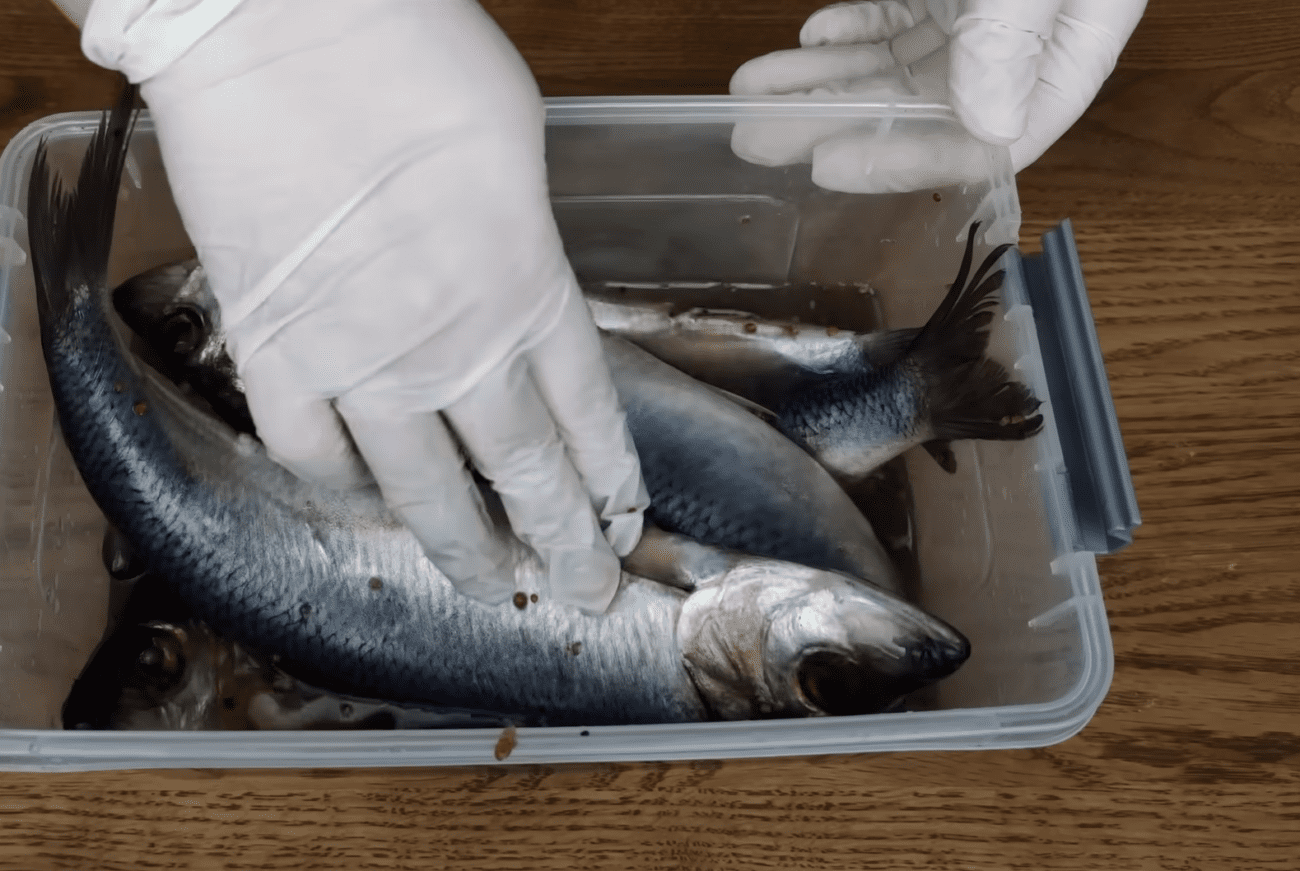 Кулінари порадили рецепт маринованого оселедця по-шведськи. Фото: YouTube Смаколик.юа Марія Михальченко