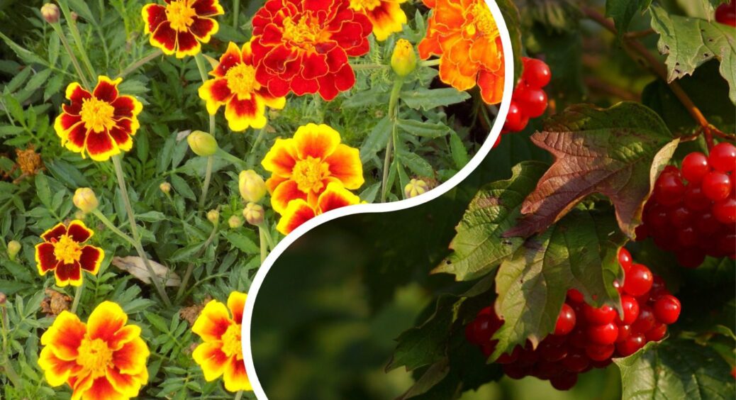 Не заздріть, а посадіть і у себе у дворі: 3 рослини, які слугують не просто окрасою, а “приманюють” успіх 