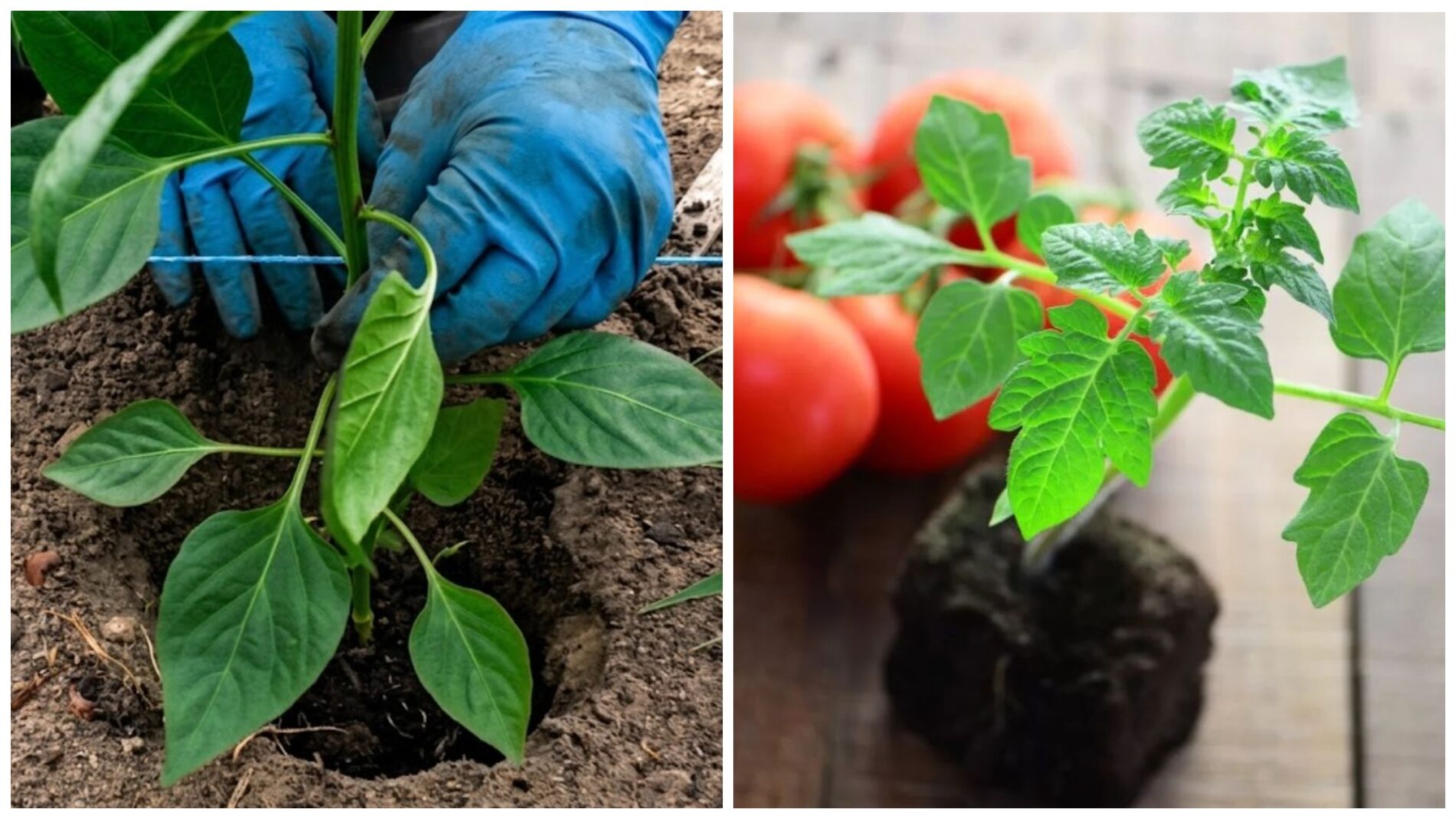 Городники розповіли, що покласти в лунку при посадці томатів і перцю. Фото: скриншот з відео