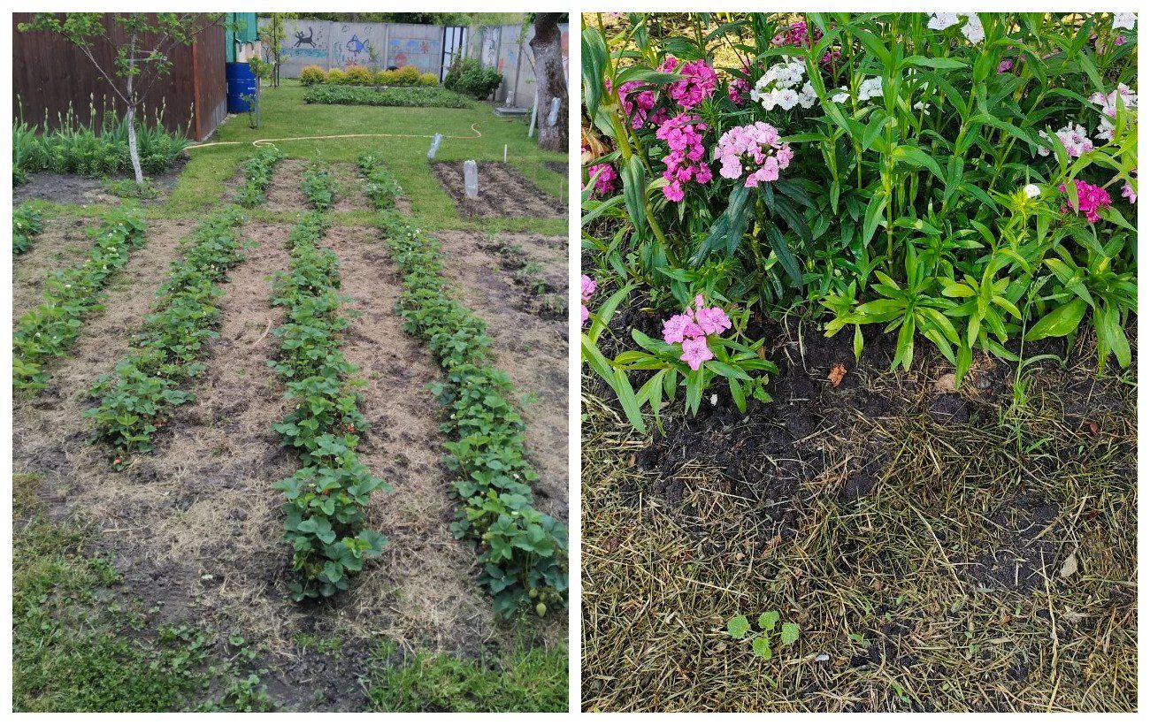 Як позбутись від бур'янів на ділянці. Фото: Добрі Новини