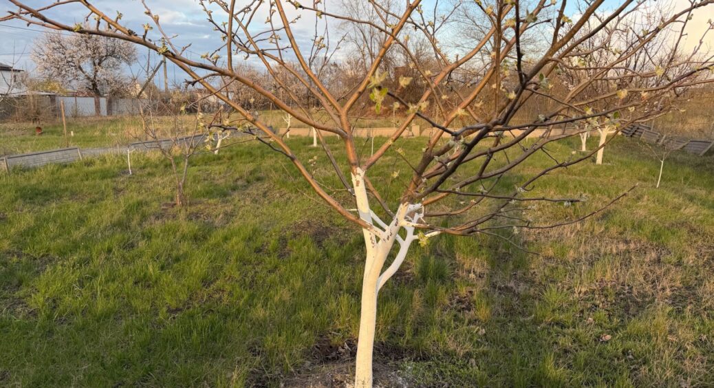 Яблуні навесні обприскуємо 4 рази всім селом – схема вже перевірена: інакше яблук зовсім мало 