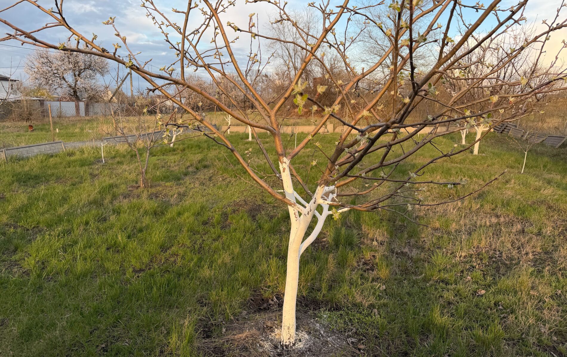 Садівники розповіли, як обробити яблуні в чотири етапи для гарного врожаю. Фото: Добрі новини