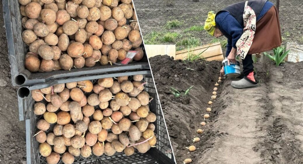 Для здорової картоплі – розчин йоду в лунку: чітка пропорція для великих бульб без дротяника 