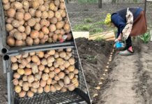 Городники розповіли, чим полити лунки, щоб захистити картоплю від дротяника. Фото: Добрі новини