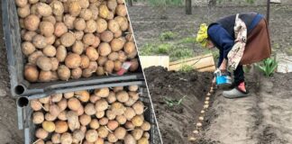 Городники розповіли, чим полити лунки, щоб захистити картоплю від дротяника. Фото: Добрі новини
