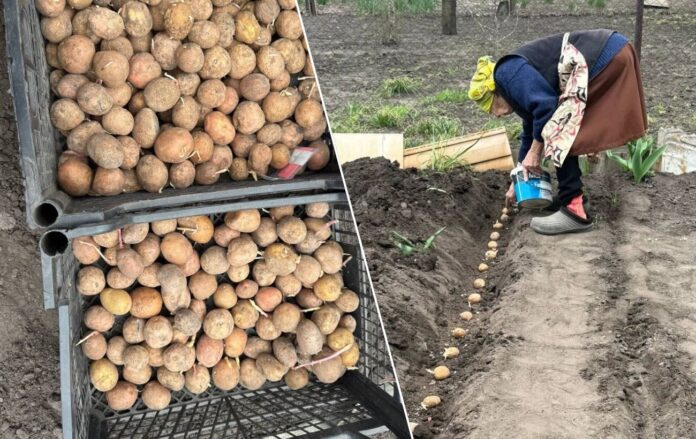 Городники розповіли, чим полити лунки, щоб захистити картоплю від дротяника. Фото: Добрі новини