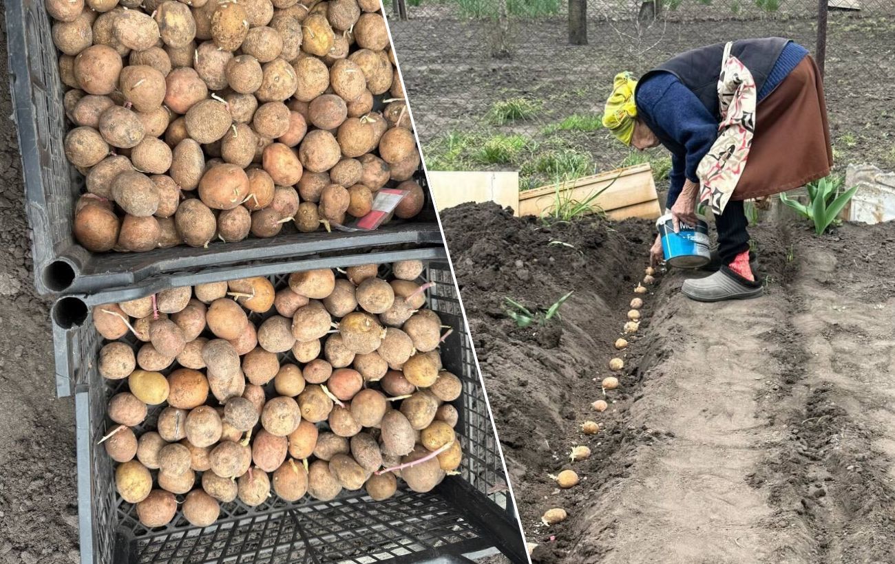 Найгірші сорти картоплі. Фото: Добрі Новини