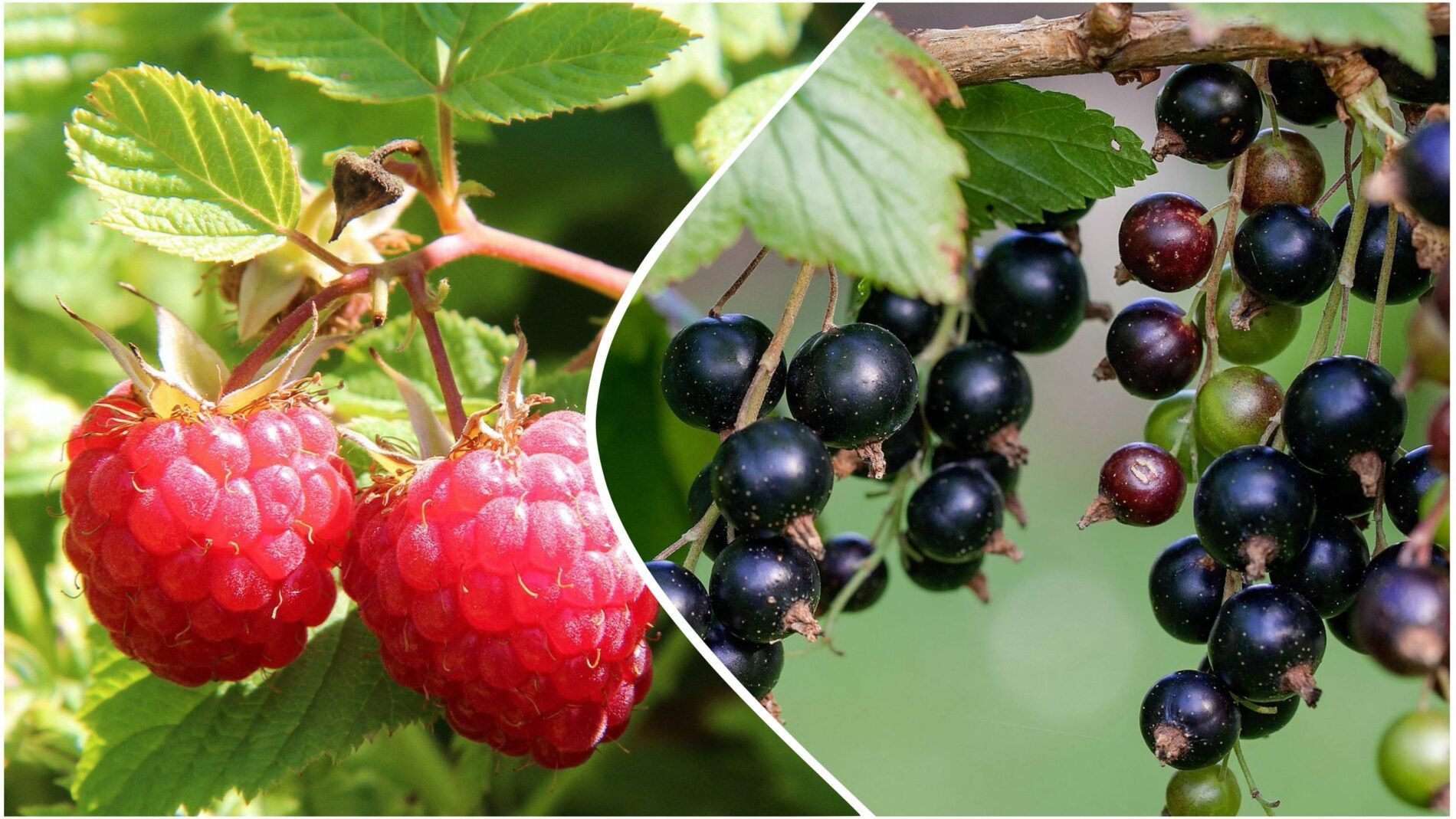 Дачники розповіли, яка процедура підвищить врожайність малини та смородини. Фото: Pixabay