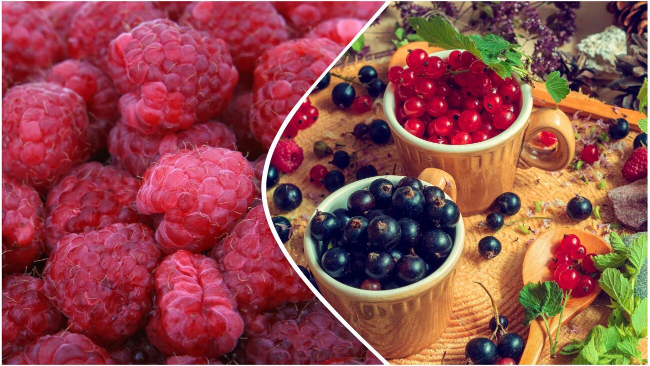 Дачники розповіли, яка процедура підвищить врожайність малини та смородини. Фото: Pixabay