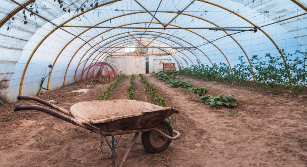 Дідусь-городник з 40 річним стажем підказав, чим обробити теплицю навесні від шкідників і хвороб – вау-ефект 