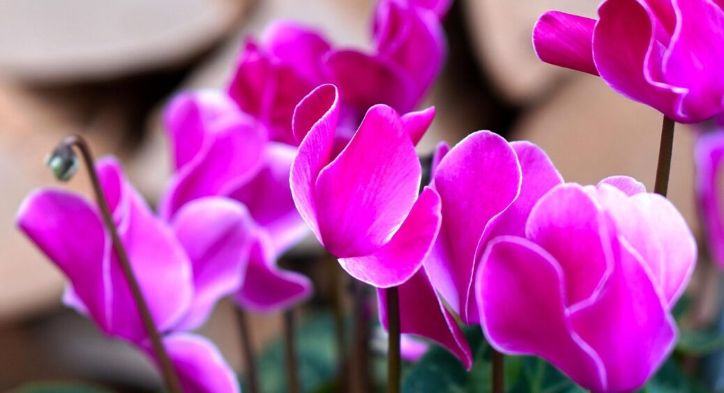 Навесні – зелений кущ, а влітку – “хмаринка” із сотень квіток: цей 1 багаторічник прикрасить будь-який сад 