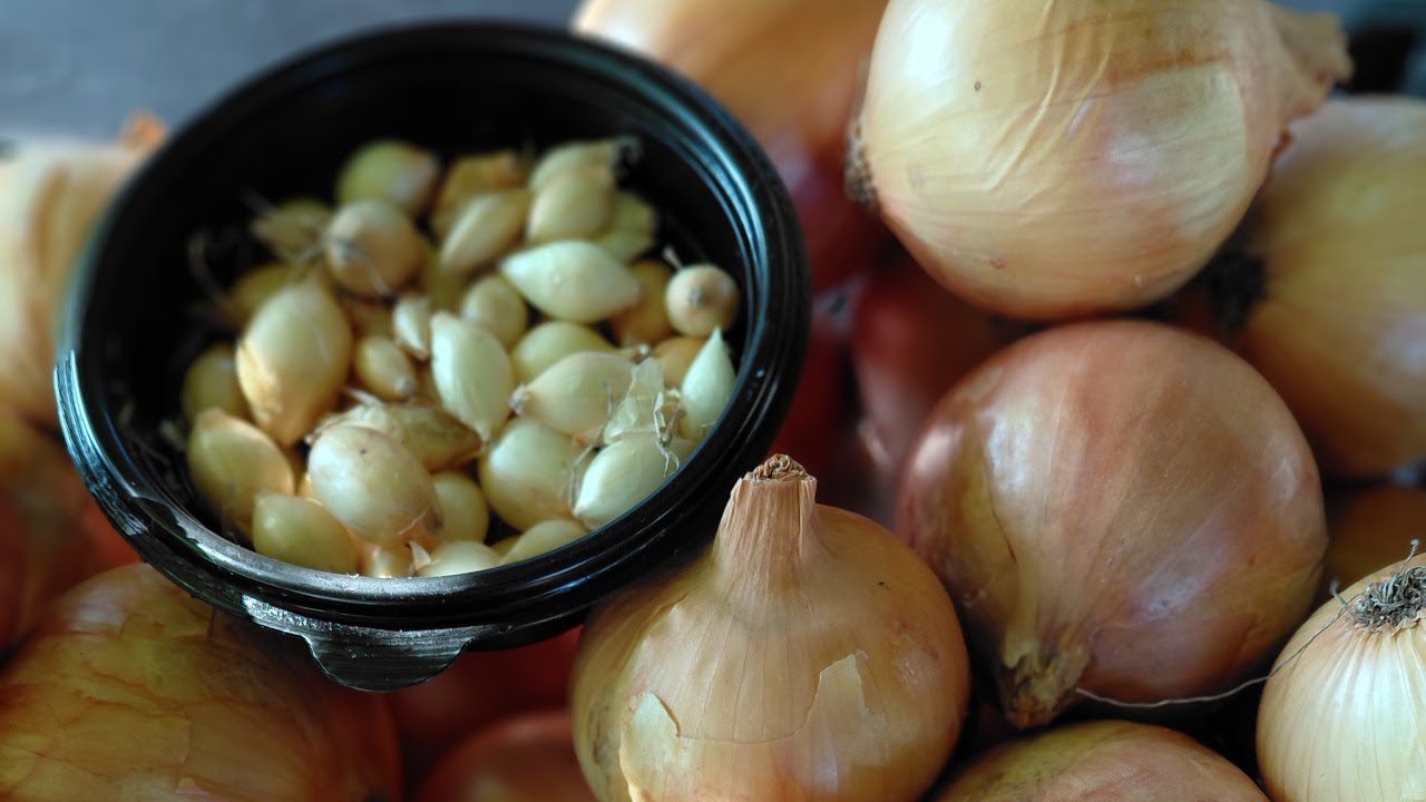 Агрономи поділилися корисними порадами щодо посадки цибулі навесні. Фото: YouTube Півтори Сотки