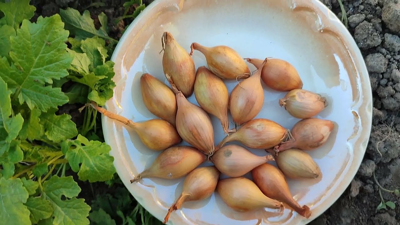 Агрономи поділилися корисними порадами щодо посадки цибулі навесні. Фото: YouTube ДІМ ТА ПРИСАДИБНА ДІЛЯНКА