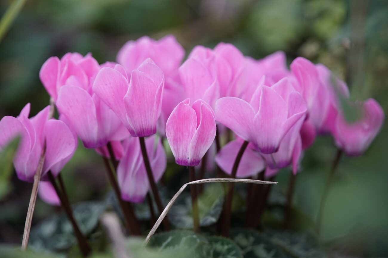 Садівники розповіли, який багаторічник чудово прикрасить будь-який куточок саду. Фото: Pixabay