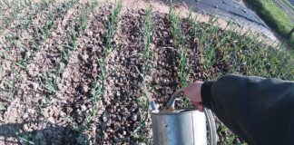 Агрономи розповіли, чим підгодувати часник у квітні для великих головок. Фото: YouTube Українське Село