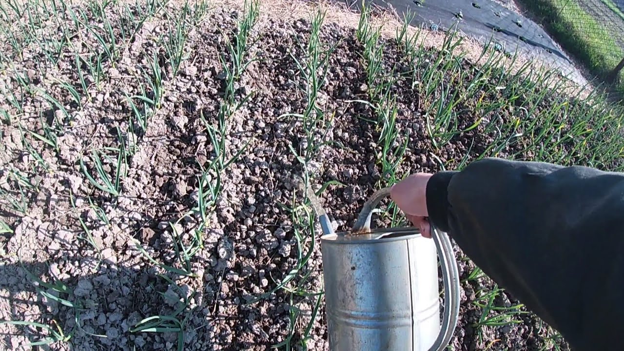 Агрономи розповіли, чим підгодувати часник у квітні для великих головок. Фото: YouTube Українське Село