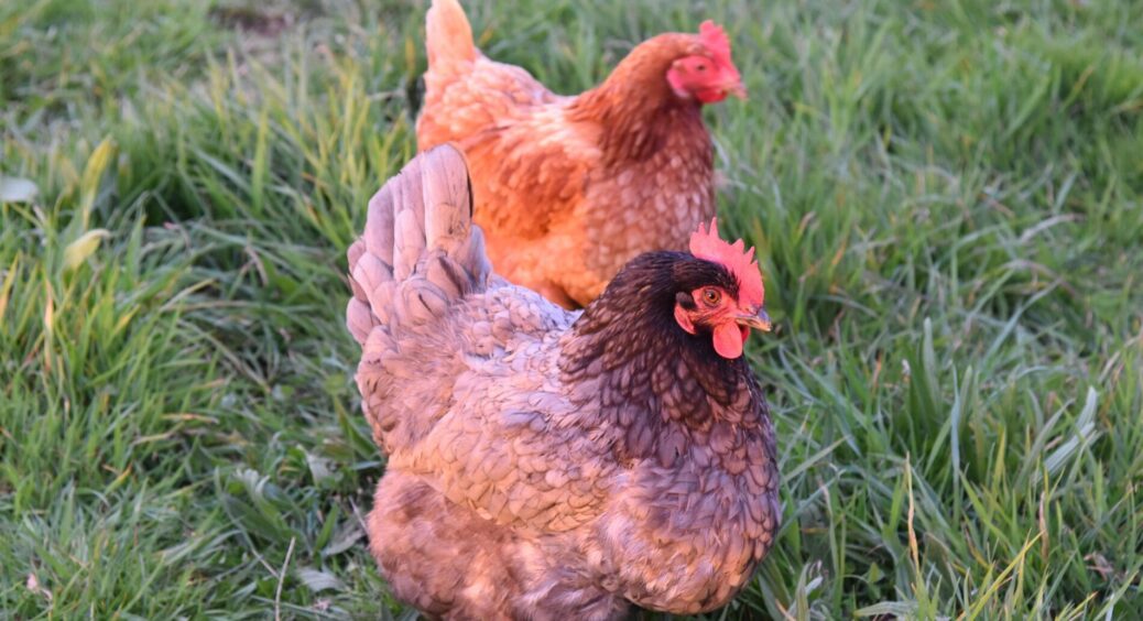 Кури несли мало яєць після зими. Додала в годівничку натуральну добавку з макухи – щодня збираю повні кошики 