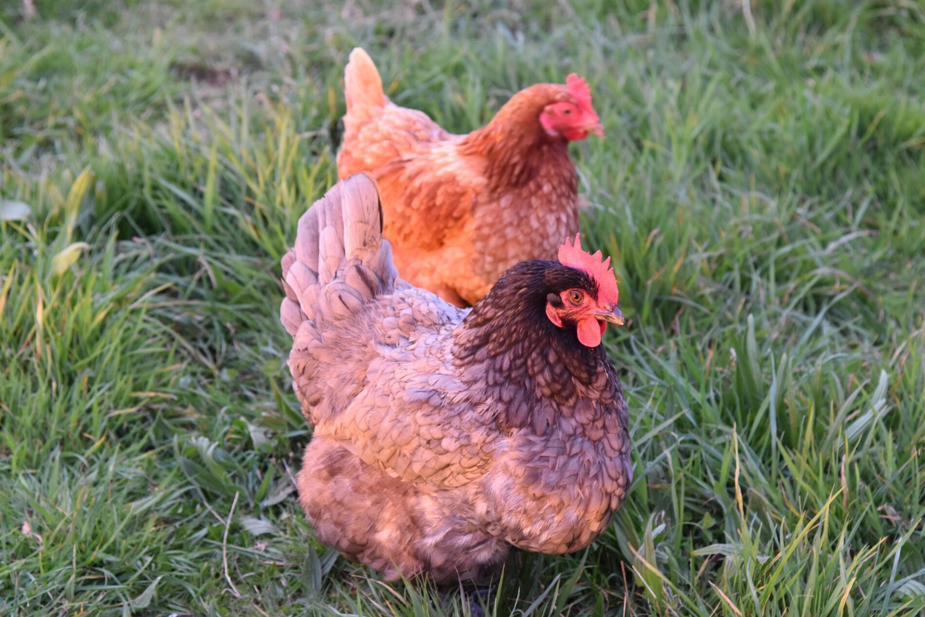 Господарі поділилися рецептом мішанки для підвищення несучості курей. Фото: Pixabay