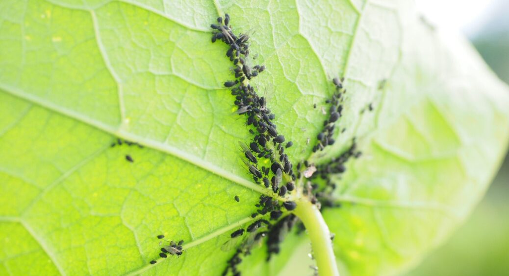 На раз-два перемогла попелицю та борошнисту росу – ось чому “потужні” інсектициди можуть тільки нашкодити 