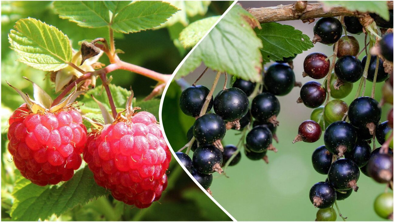 Агрономи розповіли, як врятувати смородину і малину від кліща, попелиці й грибка. Фото: Pixabay