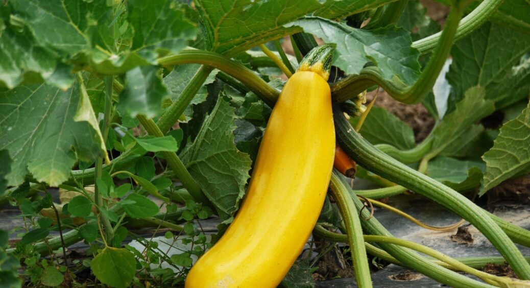 Цвітуть вже до моменту висадки: ось як я отримую кабачки на 2 тижні раніше за всіх сусідів – ключові правила 
