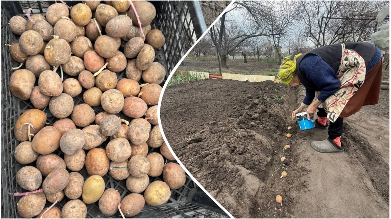 Агрономи назвали ключове добриво для отримання хорошого врожаю картоплі. Фото: Добрі новини