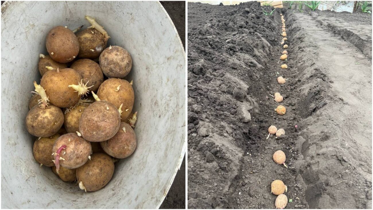 Агрономи назвали ключове добриво для отримання хорошого врожаю картоплі. Фото: Добрі новини