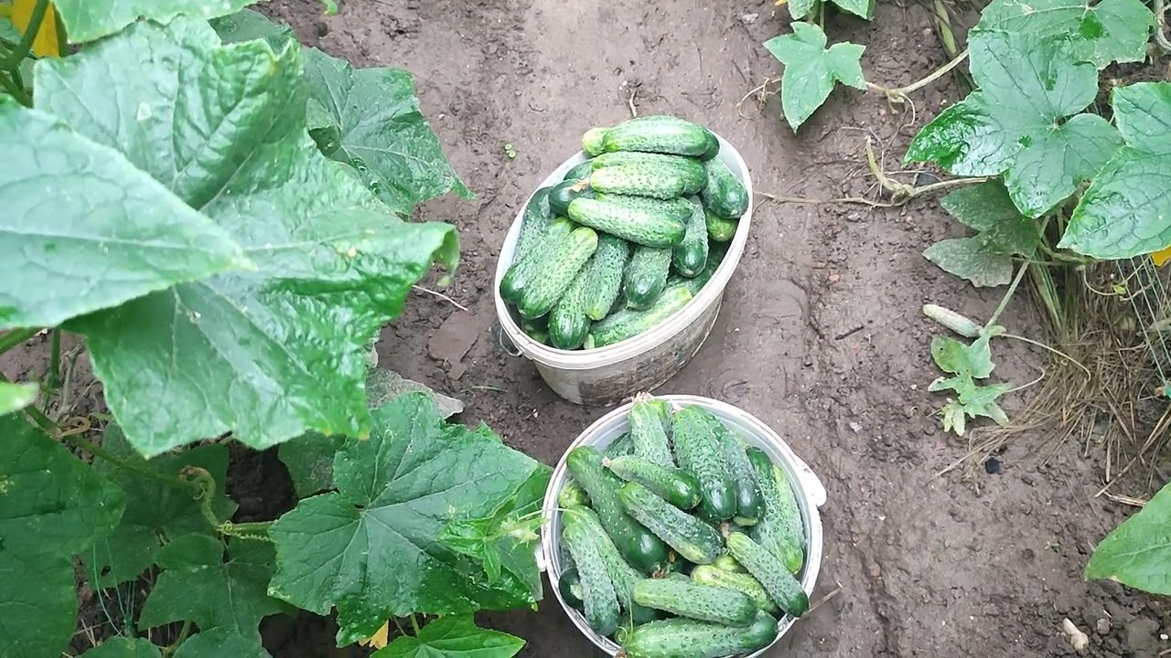 Городники поділилися рецептом підживлення для покращення плодоношення огірків. Фото: YouTube ДІМ ТА ПРИСАДИБНА ДІЛЯНКА
