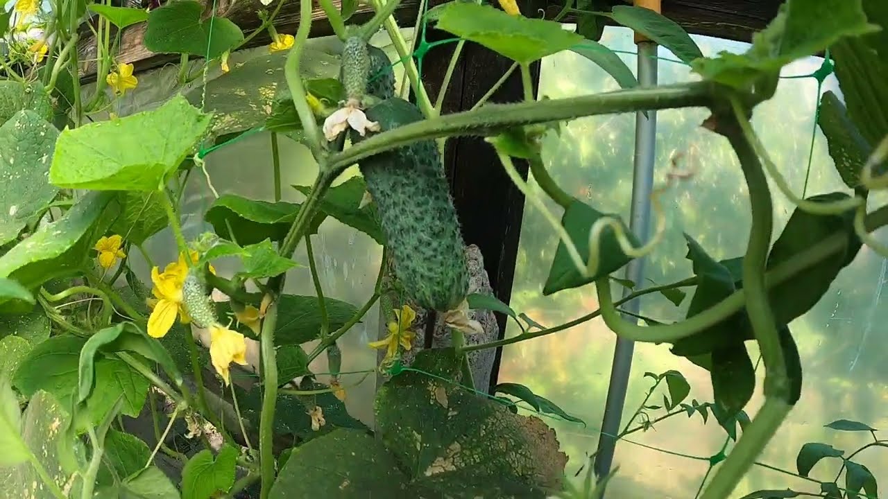 Городники поділилися рецептом підживлення для покращення плодоношення огірків. Фото: YouTube А. Білецький Чарівна Краса Природи