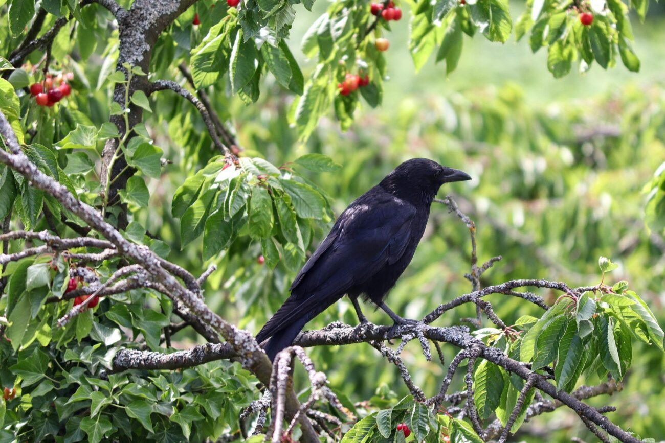Садівники розповіли, як захистити ягідні та фруктові культури від птахів. Фото: Pixabay