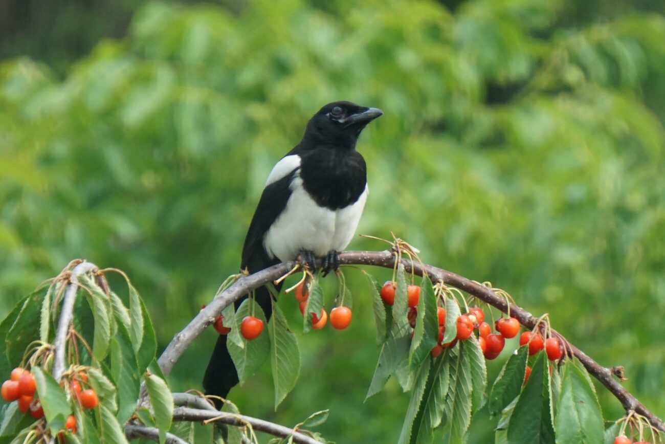 Садівники розповіли, як захистити ягідні та фруктові культури від птахів. Фото: Pixabay