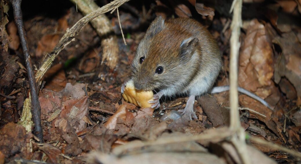 Прогнала мишей із саду на весь сезон: допоміг 1 трюк – на все витратила 3 хв, а ефект потужніший за “хімію” 