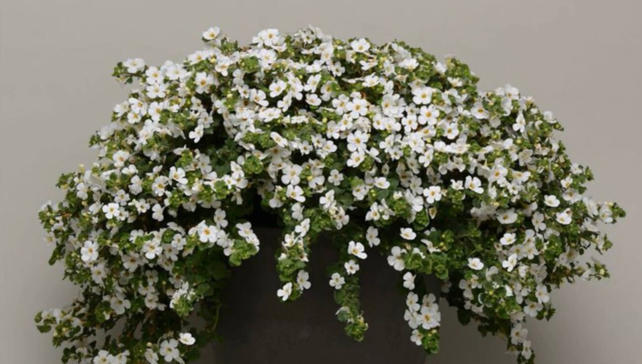 Садівники розповіли, яку невибагливу квітку можна посадити замість петунії. Фото: YouTube Magic of Plants