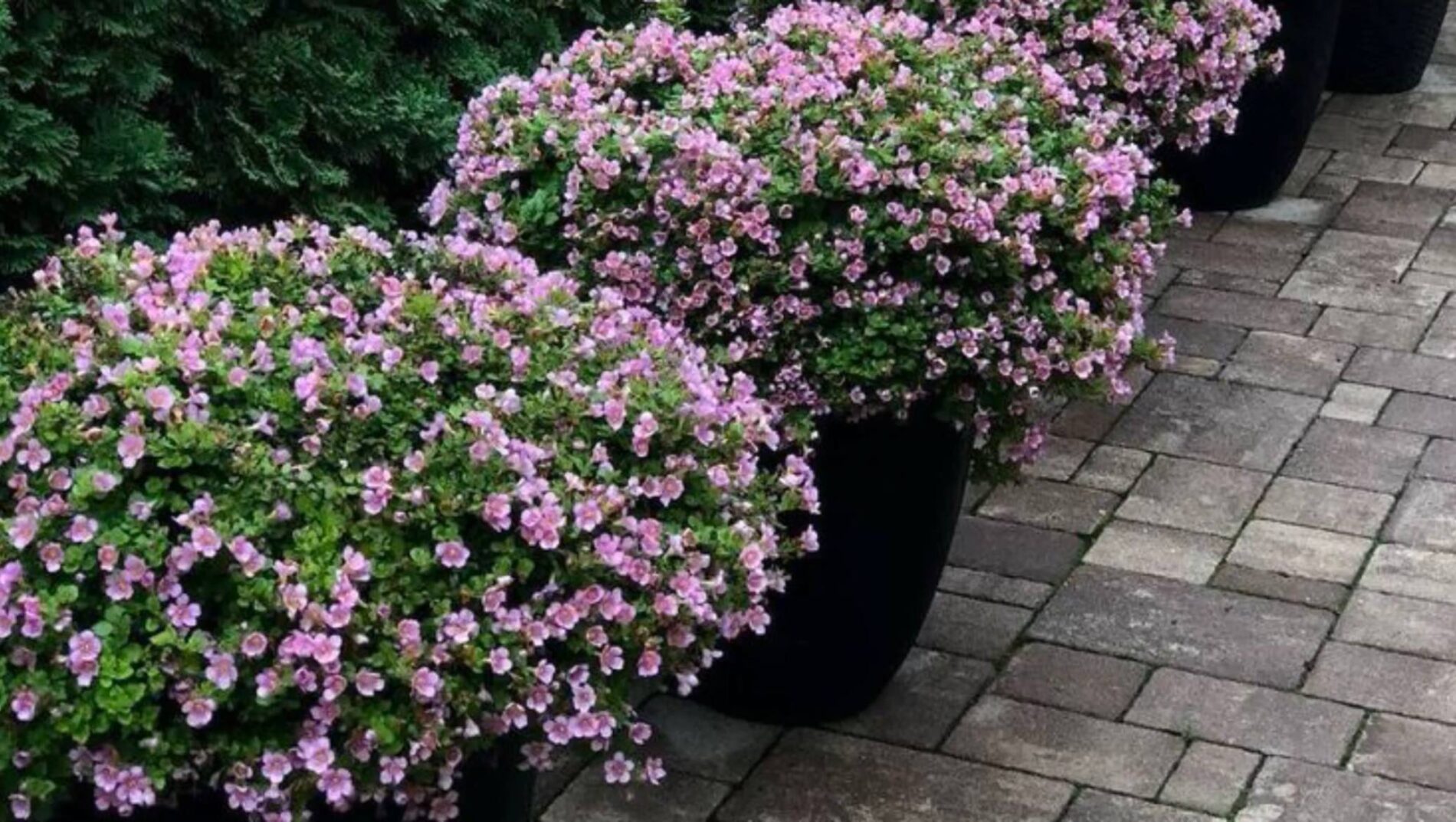 Садівники розповіли, яку невибагливу квітку можна посадити замість петунії. Фото: YouTube Magic of Plants
