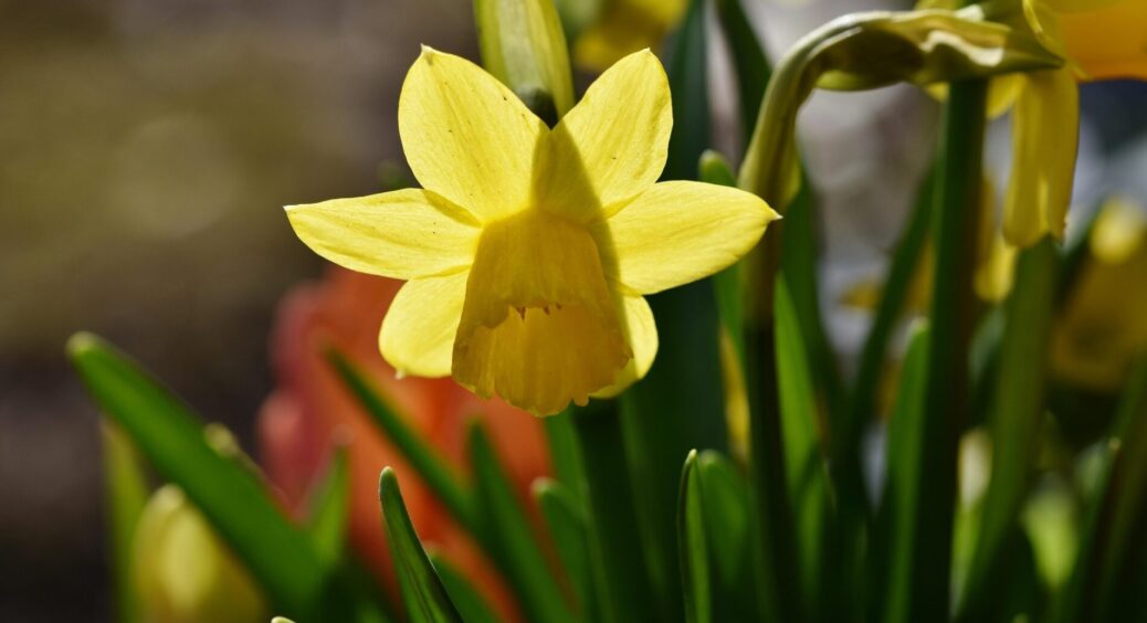Нарцисам зараз – терміново: проведіть ці 4 прості процедури – і цвітіння буде більш рясним та тривалим 