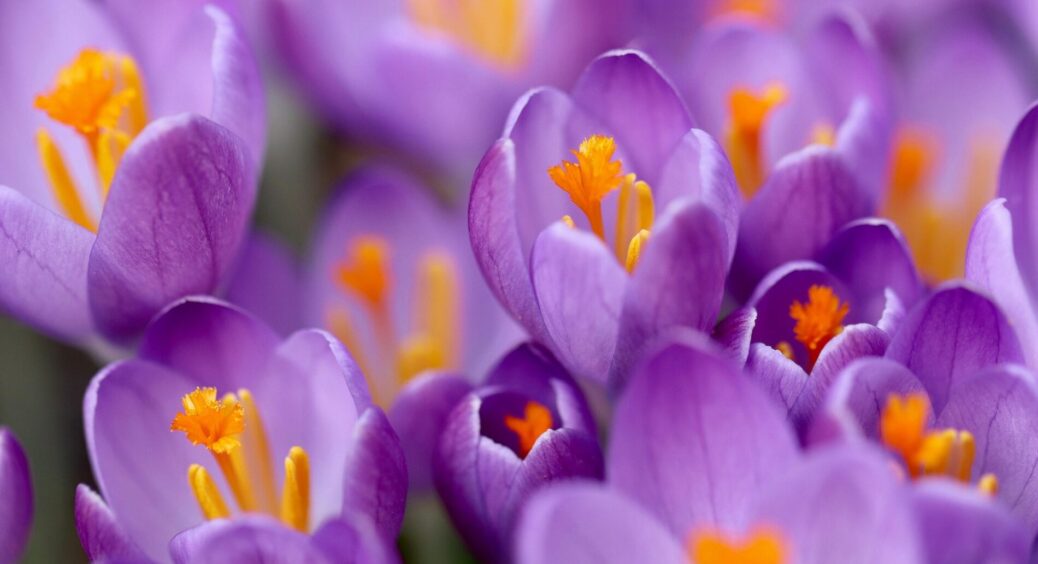 Крокусам після цвітіння – терміново: 4 дуже доступні процедури для рясного цвітіння на всі майбутні сезони 
