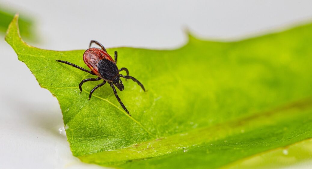 Наношу на тіло та одяг 2 краплі олії перцевої м’яти, коли йду в ліс: кліщі бояться цього аромату – як вогню 