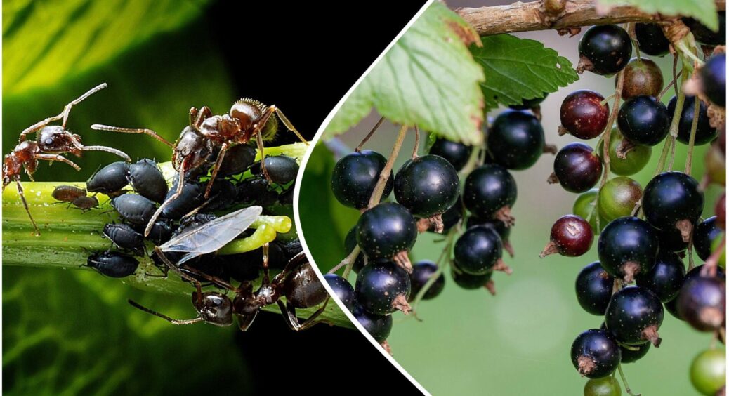 2 пшики на листя смородини – і попелиця тікає зі швидкістю світла: ягоди розміром з кулак – по 7 кг з 1 куща 