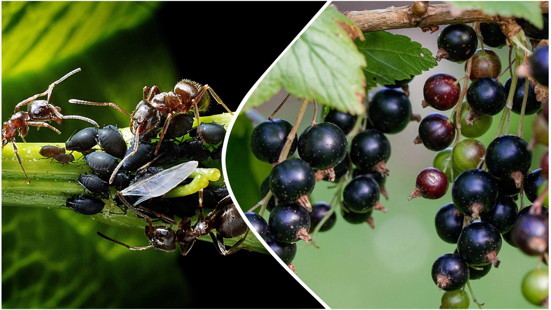 Садівники поділилися порадами, які захистять кущі смородини від попелиці. Фото: Pixabay