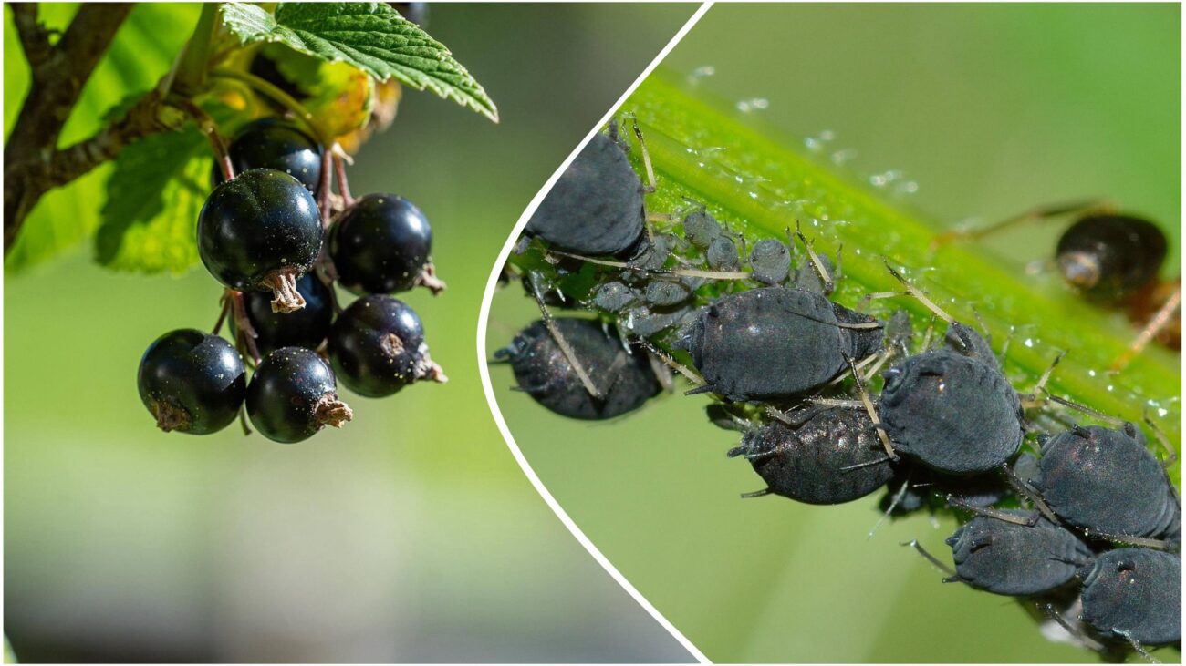 Садівники поділилися порадами, які захистять кущі смородини від попелиці. Фото: Pixabay
