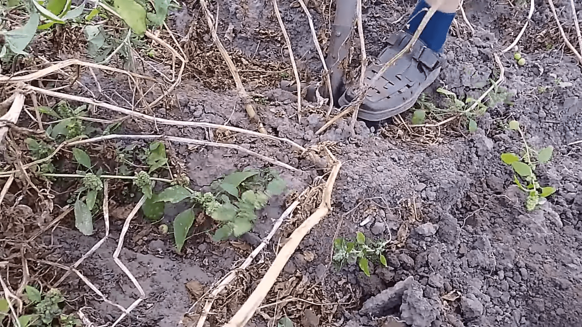 Городники назвали 5 найкращих сортів картоплі для городу. Фото: YouTube/Ліричний Селянин 