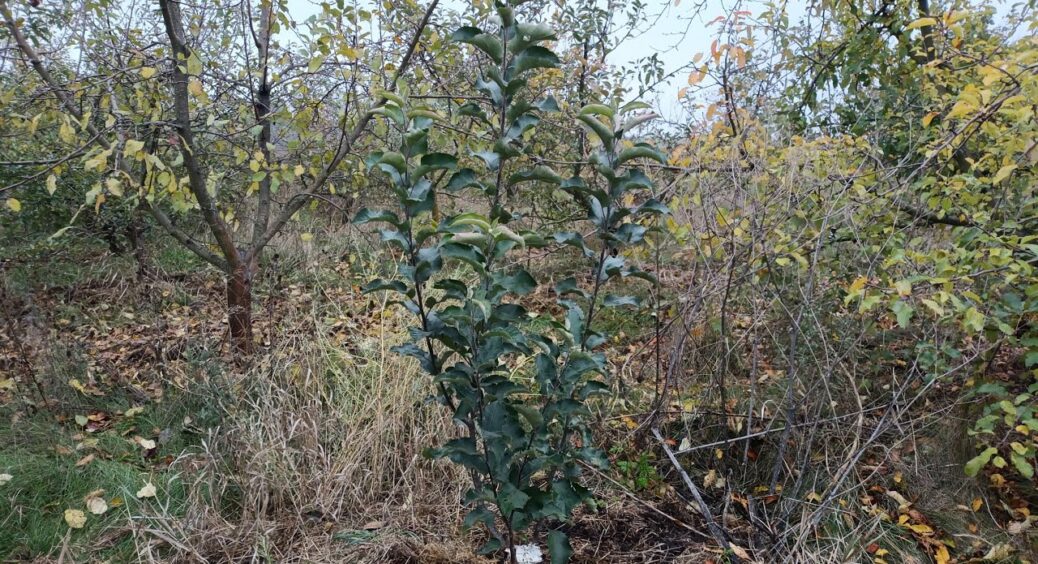 Весняні клопоти: прищеплюю плодові дерева правильно – інструкція від кума-садівника із 38-річним стажем 