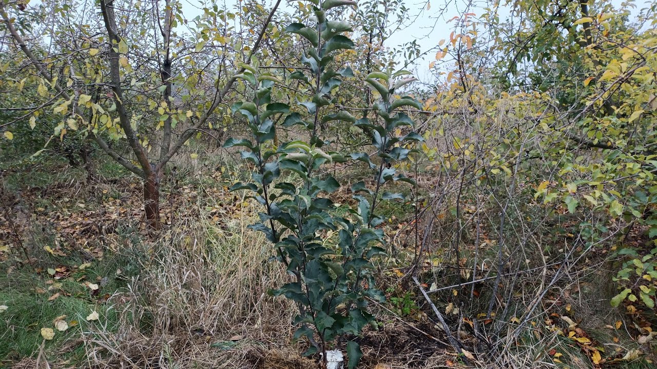 Садівники розповіли, як правильно здійснити щеплення плодових дерев. Фото: YouTube Андрій Розлива