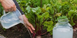 Дачники розповіли, як полив буряка солоною водою підвищить солодкість овочу. Фото: Добрі новини
