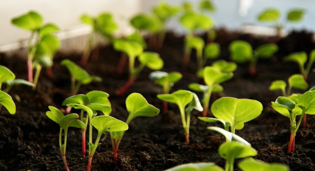 Щойно редиска зійшла, проводжу 3 ключові процедури – і замість пишного бадилля отримую “потужні” коренеплоди 