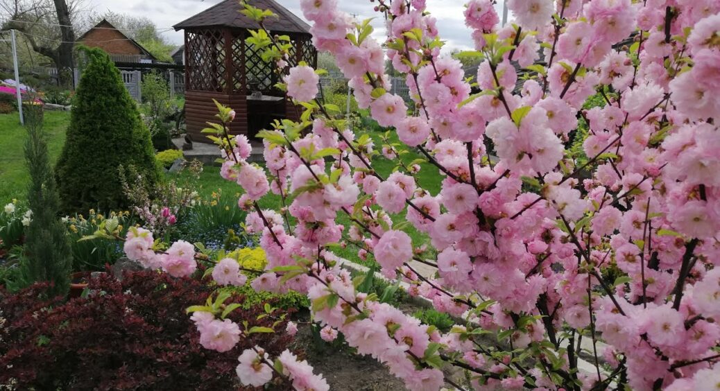 Посадила 1 рослину замість бузку – і не натішуся: цвіте розкішно й рясно – “молодша сестра” японської сакури 