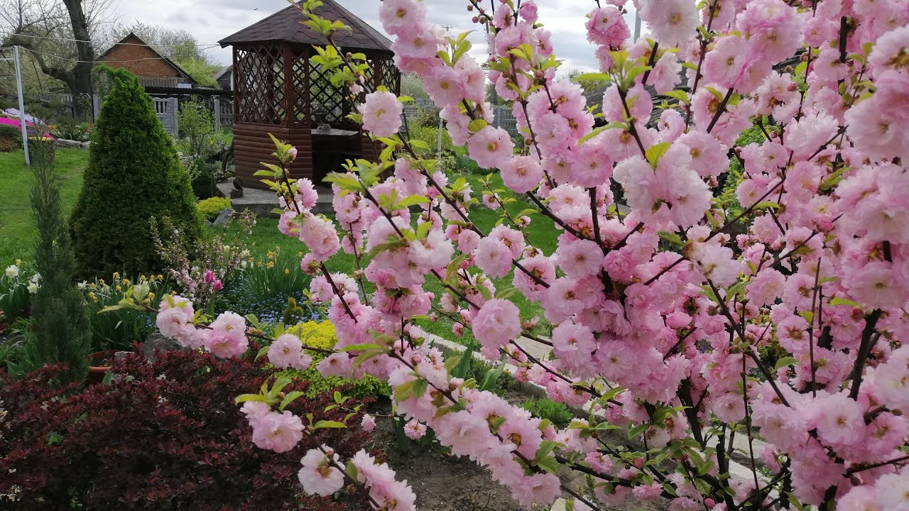 Садівники розповіли, що можна посадити замість бузку. Фото: YouTube СадОК