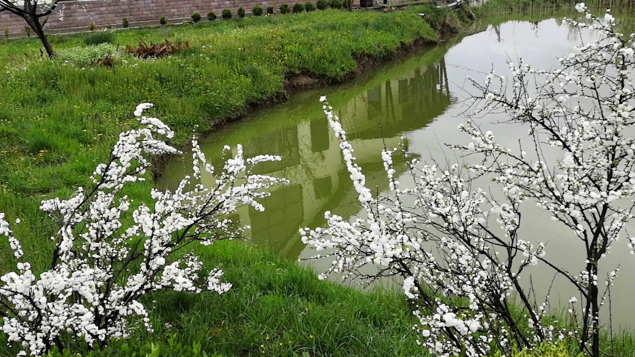 Садівники розповіли, що можна посадити замість бузку. Фото: YouTube Gardening